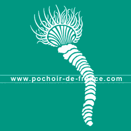 anemone-2-illustration