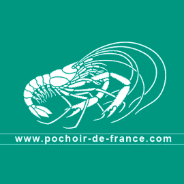 langoustine-illustration