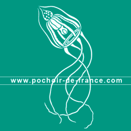meduse-2-illustration