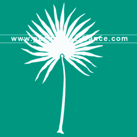 palme-washingtonia-flore