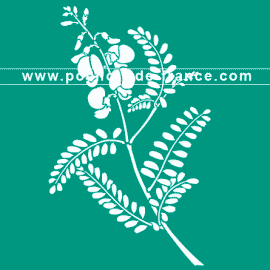 swainsonie-feuilles-de-coronille-flore-miroir