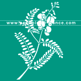 swainsonie-feuilles-de-coronille-flore